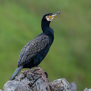 Moray Firth - Common cormorants